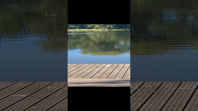 Утки отдыхают