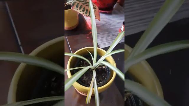 House Plants/Indoor Plants In Canada