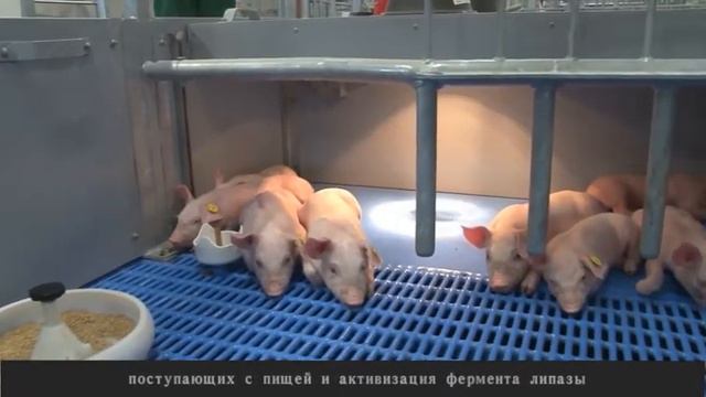 добавление экзогенных желчных кислот в рационах для свиноматка увеличивает утилизацию жирных энерги