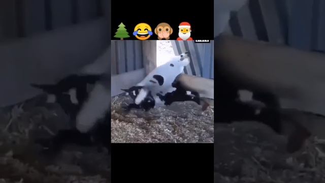 3b56d805e648591186ab561ccd50936d