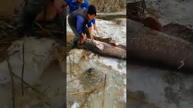Огромный сом. Казахстан. Поймал мой друг.
