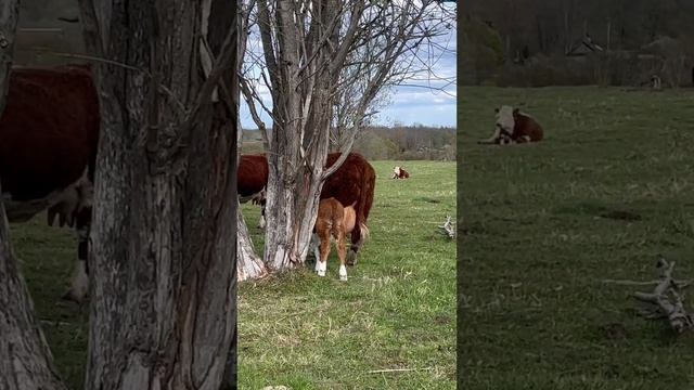 НЕ хочет кормить теленка #герефорд #корова #cow #животные #ферма #молоко #деревня #доение#станок#кф