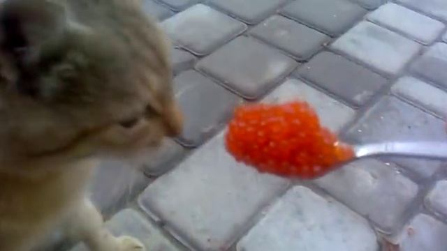 F759314d0adf811885075446cc56a2a1