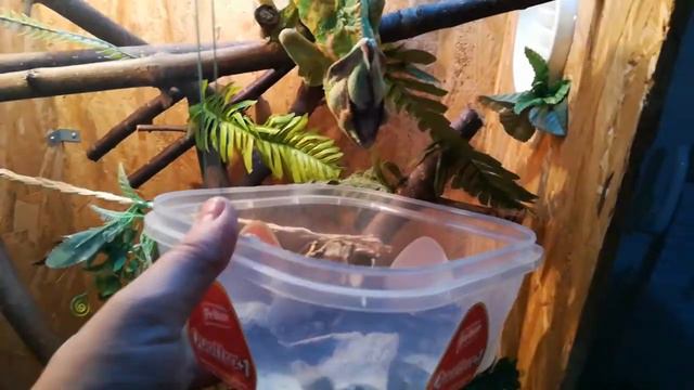 4 Dyno Cameleon, Kameleon Eating Worm, Kameleon Jede Crva.RIP