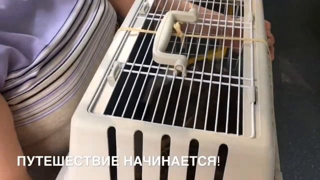 Первый влогпоездка на дачу 2019