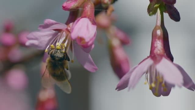 Om Sri Mahalakshmi Svaha
