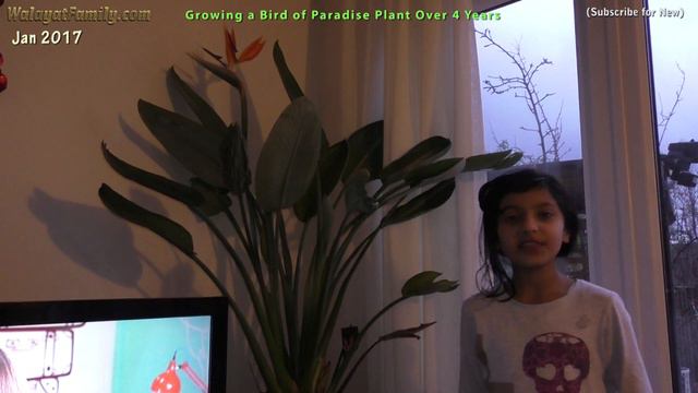 How To Grow Bird Of Paradise Strelitzia Plants, Pruning And Flower Growing Guide Over 4 Years UK