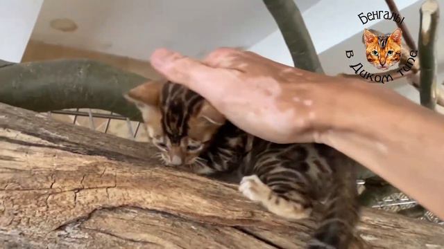 БЕНГАЛЬСКИЕ КОШКИ. КОТИК «ЛЕОПАРД»