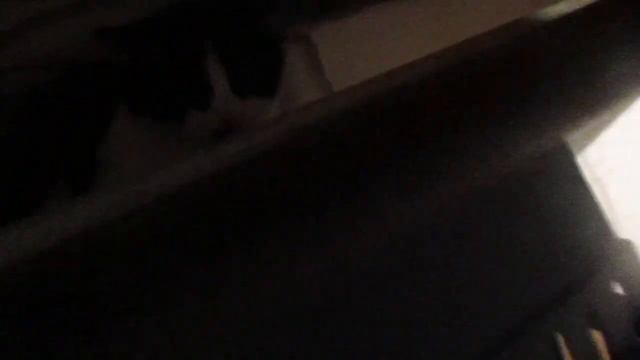 Мой дом-пристанище для брошенных кошек.