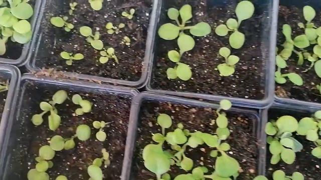 Ковер из петуний! Что делать??