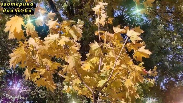 Сегодня 22 ноября волшебный день, скажите эти слова. Послание Архангела Михаила. Лунный день