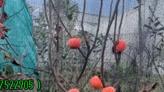 10 Kind's Of Fruit Plants | Imran Nursery | Kolkata
