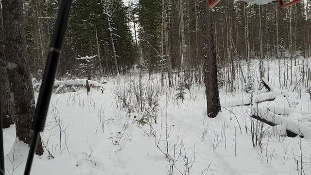 На охоту с лайкой. Осень 2018. Часть 3