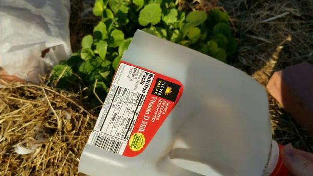 Protecting Volunteer Seedlings From A Frost