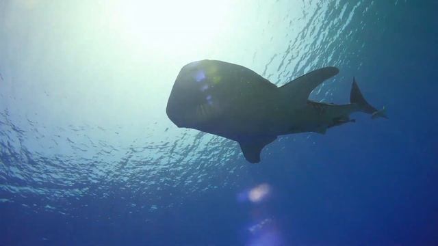 4K DOLPHIN ?FISH AQUARIUM?|RELAX|MEDITATION|DEEP SLEEP?