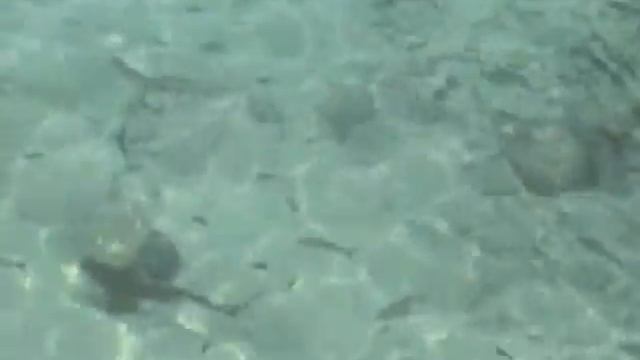 Маленькие акулята наподают . Little Sharks Learn