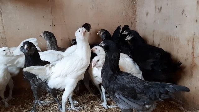 Гилянские цыплята 3 месяца. 2019 март