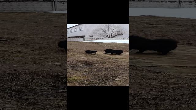 VID20230402135306.mp4