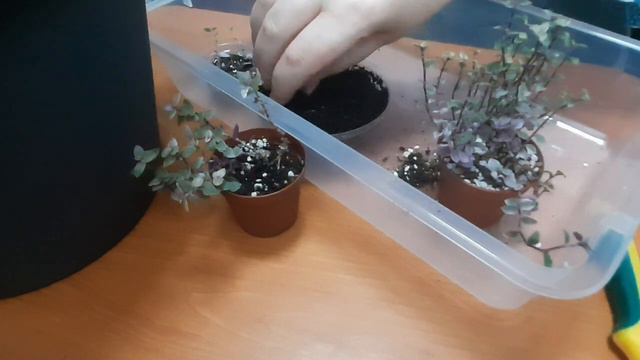 Кализия розовая пантера. Обрезка.