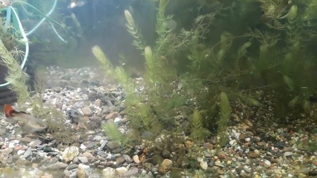 Рыбки гуппи.