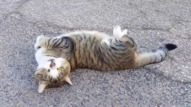 A610bdeb8c3e7d84e4c74c3e1c87c61a