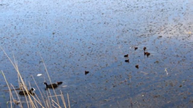 Краснодар  Утки, выдры и змеи   добро и зло