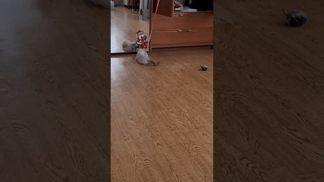 Смешная Милка#какие игрушки покупать котенку#котенок#малыш#ket#keto