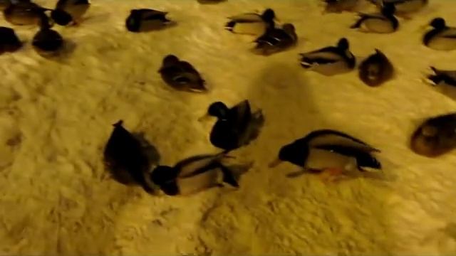 Как мы кормили уток в Риге