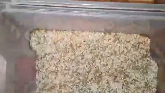 Мучной червь.