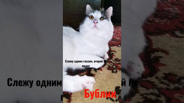 КОТ БУБЛИК-ТУРЕЦКИЙ ВАН