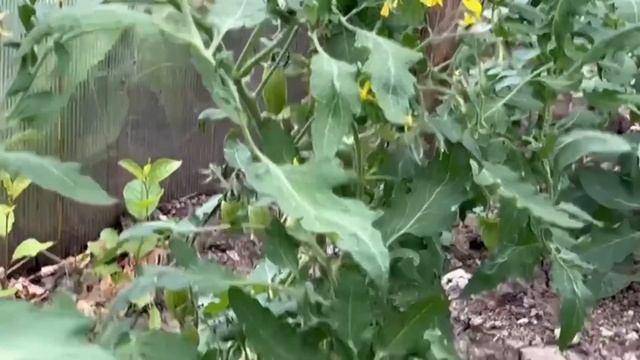 Срочно в ИЮНЕ 1 раз под куст. Томаты ВМИГ заплодоносят и дадут крупный урожай