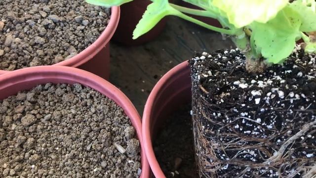 Özel Tür Sardunyaların Saksı Değişimi Ve Çoğaltılması #pelargonium #Denise #Aprilsnow #Rosalinda