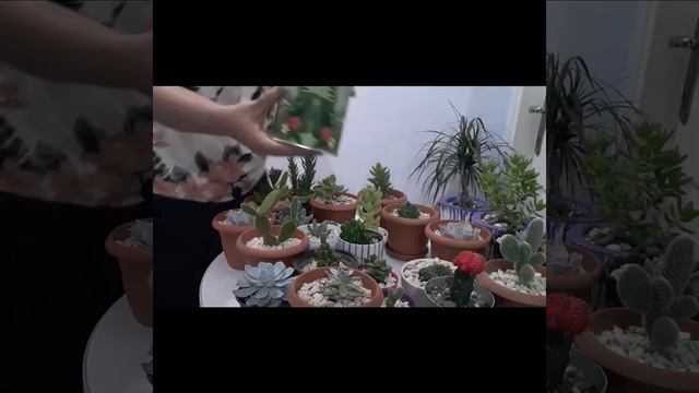 SUCCULENT AND CACTUS COLLECTION