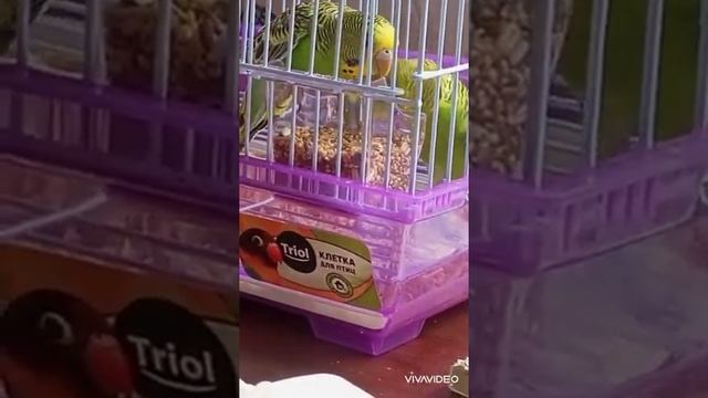 Попугаи и хомяк ??