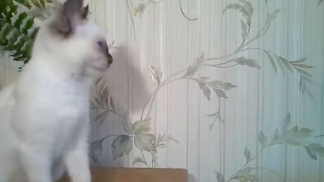 Рустина Элегант Степ