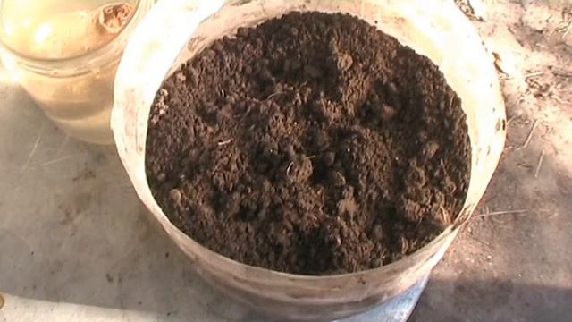 Пытаюсь сам прорастить имбирь