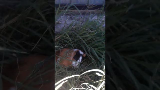 Что можно морским свинкам!