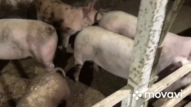 Кастрували поросят/Прокололи від глистів//