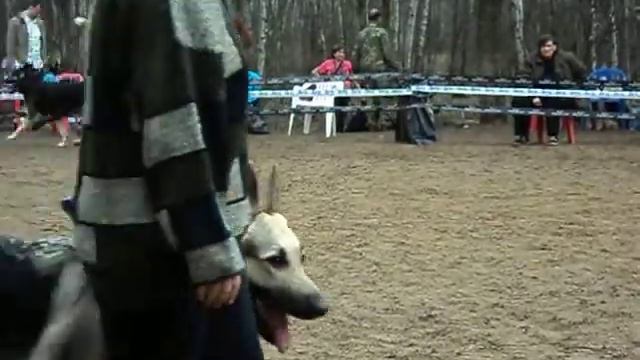 MOV03613.AVI Суки-открытый