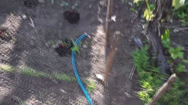 Капельный полив в начале.mp4