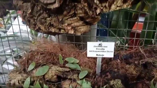 Прекрасный сад, цветы, растения. Польша Краков 25.02.24. A Wonderful Garden, Flowers, Plants. Polan