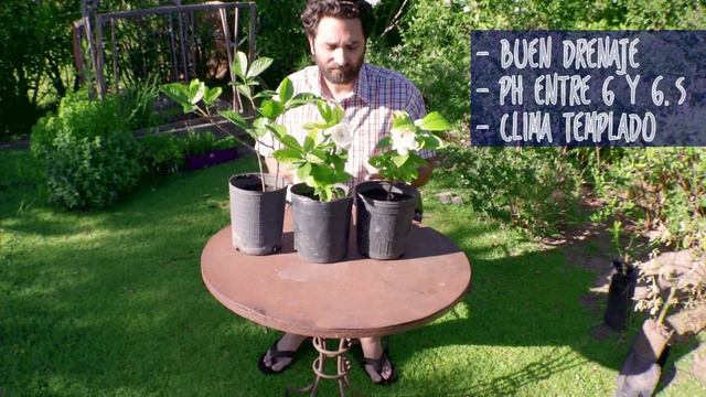 TOP 10 Preguntas Sobre Gardenias Y Jazmines. Hojas Amarillas!! Soluciones!!