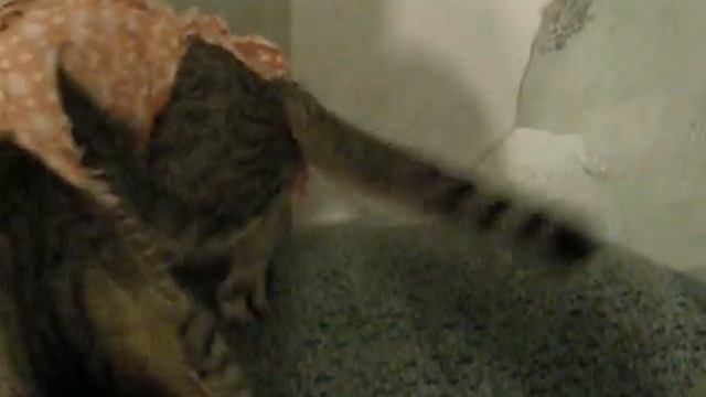 Васяня дерёт обои