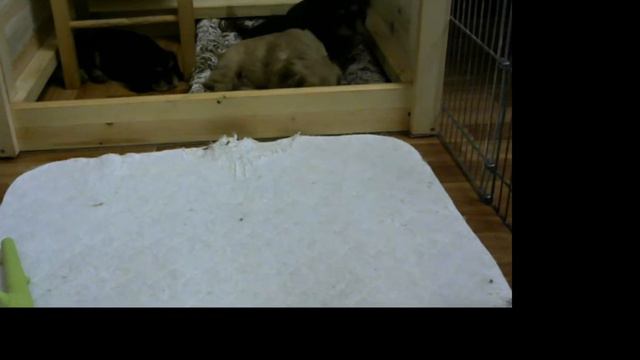 Щенки Кавалер Кинг Чарльз спаниель. Прямая трансляция