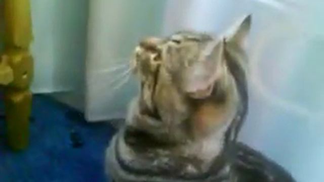 Кот издаёт странные звуки