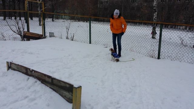 Дрессировка собак -Кавалеркингчарльзспаниель Ричард 6 мес