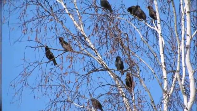 Мир птиц разнообразен