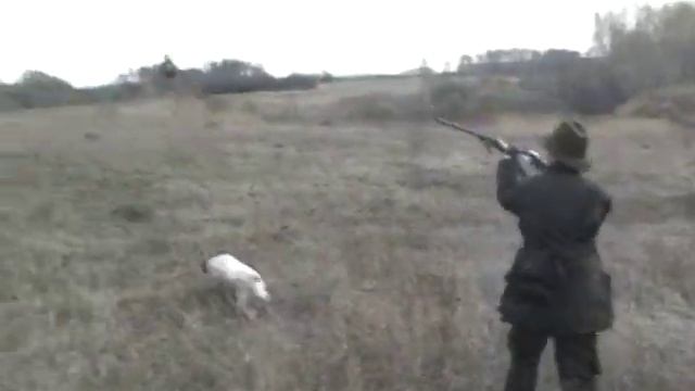 Охота на фазана со спаниелем. Весна.