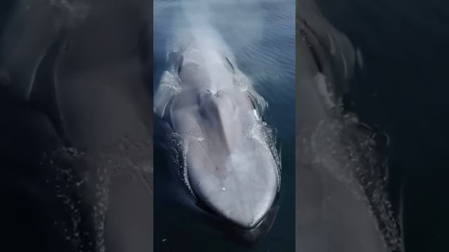 D001cee0290ab6c29ca665a4a853489b