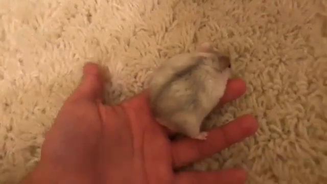 🐹клетка Белки🐹